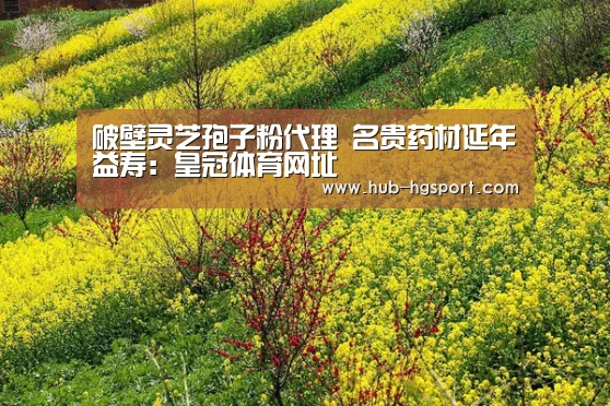 破壁灵芝孢子粉代理 名贵药材延年益寿:皇冠体育网址(图2) 皇冠体育app