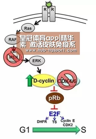 皇冠体育app|精华素 激活皮肤免疫系统(图2) 皇冠体育网址